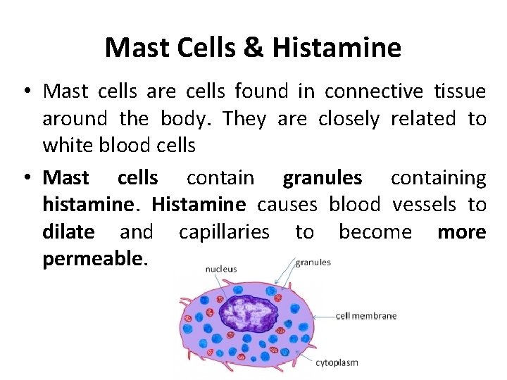 Mast Cells & Histamine • Mast cells are cells found in connective tissue around