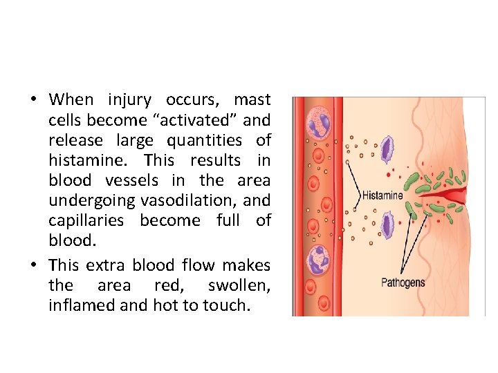  • When injury occurs, mast cells become “activated” and release large quantities of