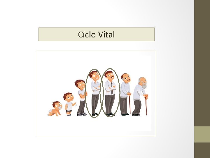 Ciclo Vital s 