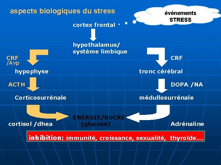 aspects biologiques du stress cortex frontal hypothalamus/ système limbique CRF /Avp hypophyse événements STRESS