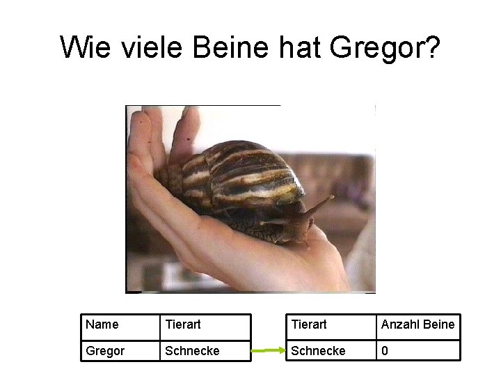 Wie viele Beine hat Gregor? Name Tierart Anzahl Beine Gregor Schnecke 0 