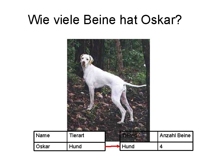 Wie viele Beine hat Oskar? Name Tierart Anzahl Beine Oskar Hund 4 