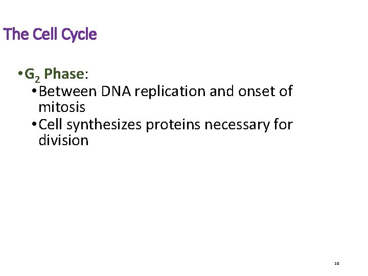 The Cell Cycle • G 2 Phase: • Between DNA replication and onset of