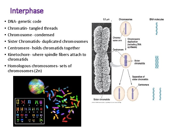 Interphase DNA- genetic code Chromatin- tangled threads Chromosome- condensed Sister Chromatids- duplicated chromosomes Centromere-