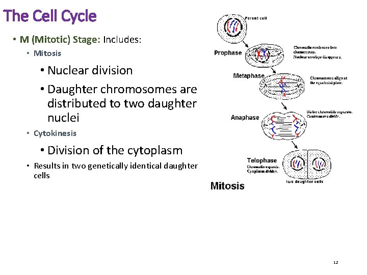 The Cell Cycle • M (Mitotic) Stage: Includes: • Mitosis • Nuclear division •