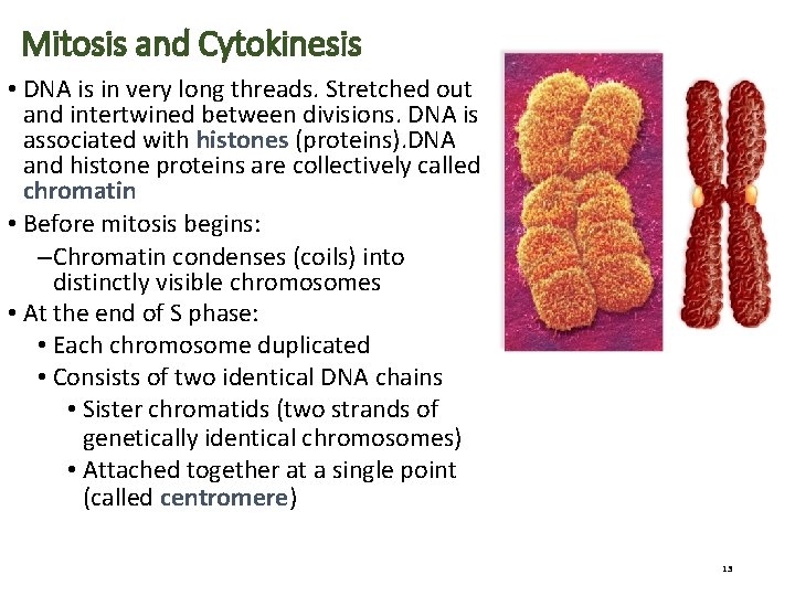 Mitosis and Cytokinesis • DNA is in very long threads. Stretched out and intertwined