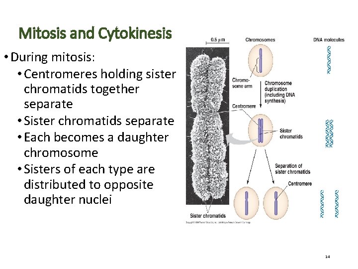 Mitosis and Cytokinesis • During mitosis: • Centromeres holding sister chromatids together separate •