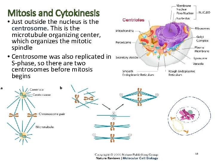 Mitosis and Cytokinesis • Just outside the nucleus is the centrosome. This is the