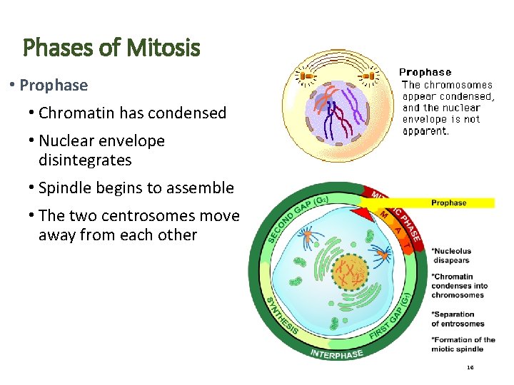 Phases of Mitosis • Prophase • Chromatin has condensed • Nuclear envelope disintegrates •