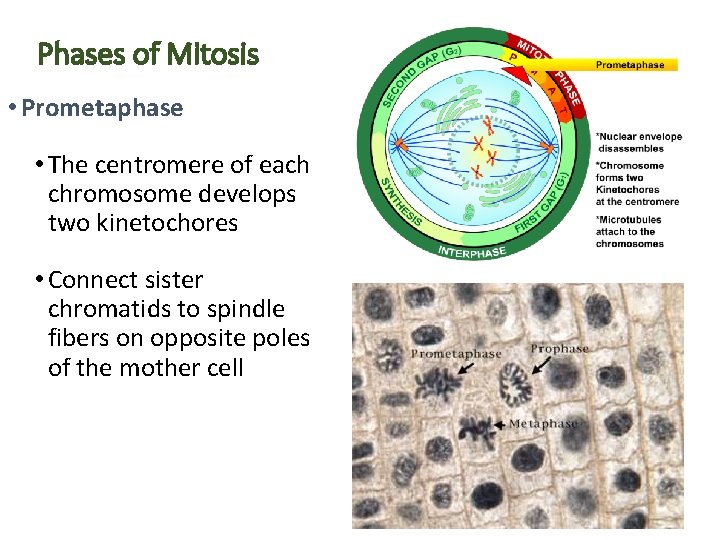Phases of Mitosis • Prometaphase • The centromere of each chromosome develops two kinetochores