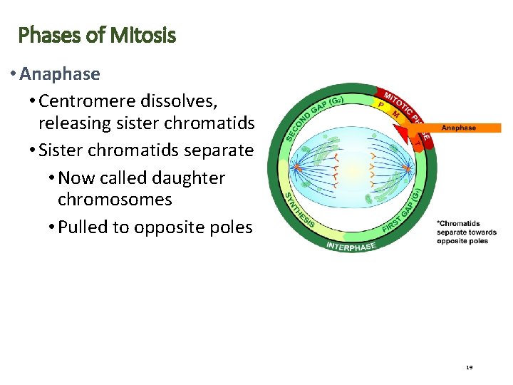 Phases of Mitosis • Anaphase • Centromere dissolves, releasing sister chromatids • Sister chromatids