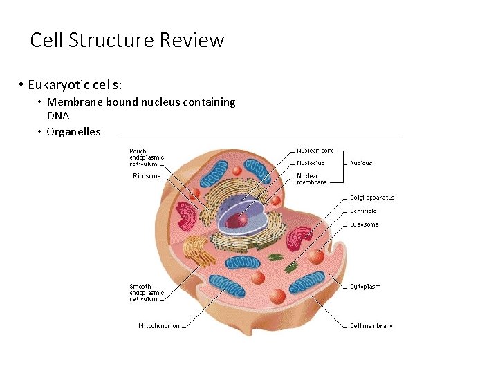 Cell Structure Review • Eukaryotic cells: • Membrane bound nucleus containing DNA • Organelles