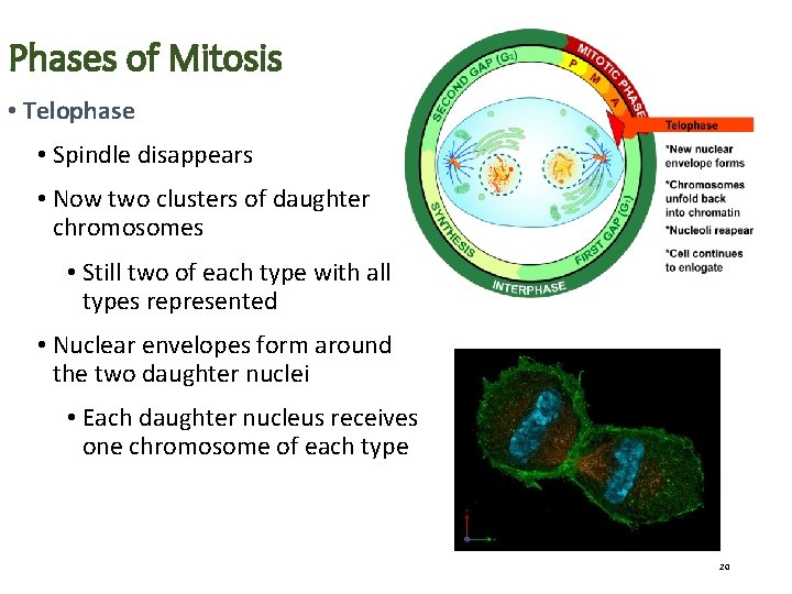 Phases of Mitosis • Telophase • Spindle disappears • Now two clusters of daughter