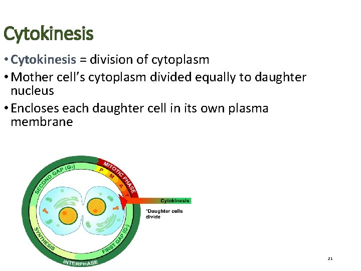 Cytokinesis • Cytokinesis = division of cytoplasm • Mother cell’s cytoplasm divided equally to