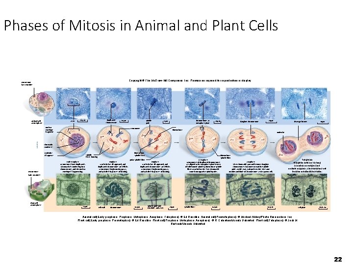 Phases of Mitosis in Animal and Plant Cells Copyright © The Mc. Graw Hill