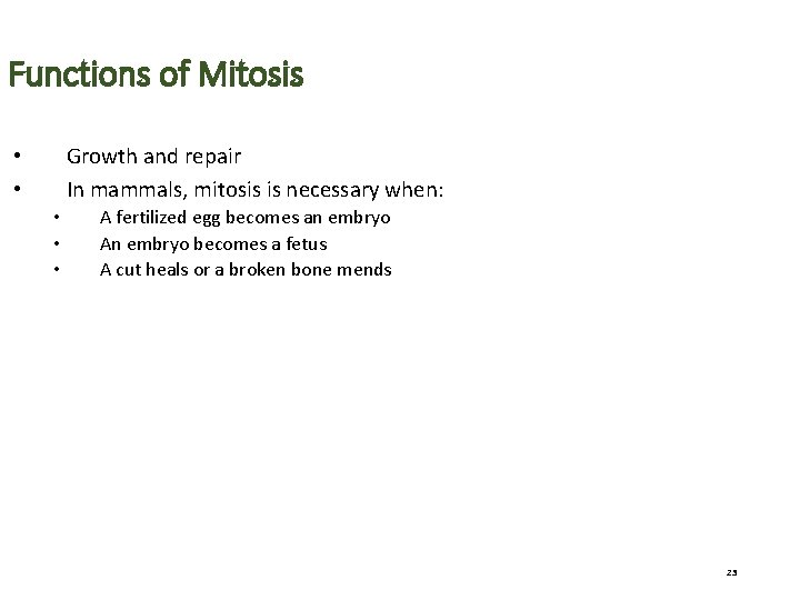 Functions of Mitosis Growth and repair In mammals, mitosis is necessary when: • •