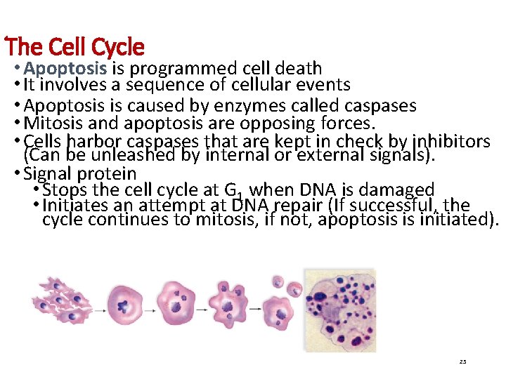 The Cell Cycle • Apoptosis is programmed cell death • It involves a sequence