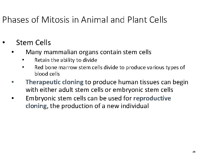 Phases of Mitosis in Animal and Plant Cells Stem Cells • Many mammalian organs