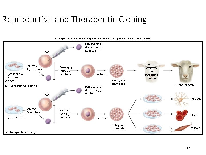 Reproductive and Therapeutic Cloning Copyright © The Mc. Graw Hill Companies, Inc. Permission required