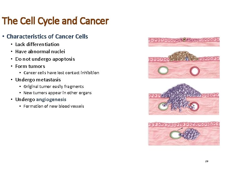 The Cell Cycle and Cancer • Characteristics of Cancer Cells • • Lack differentiation