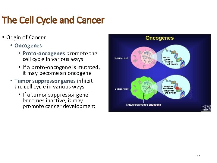 The Cell Cycle and Cancer • Origin of Cancer • Oncogenes • Proto-oncogenes promote