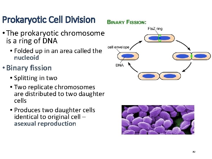 Prokaryotic Cell Division • The prokaryotic chromosome is a ring of DNA • Folded