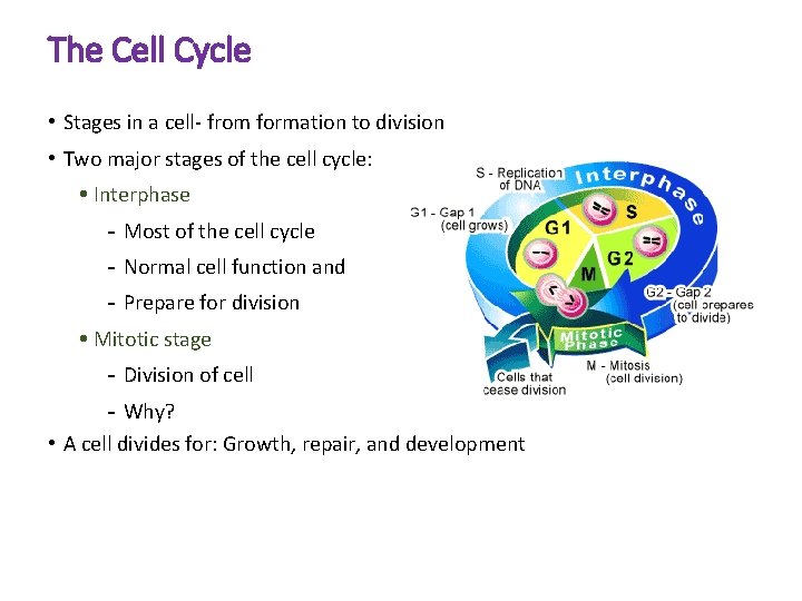 The Cell Cycle • Stages in a cell- from formation to division • Two