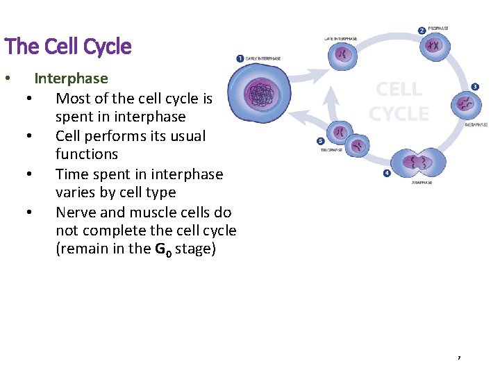 The Cell Cycle • Interphase • Most of the cell cycle is spent in