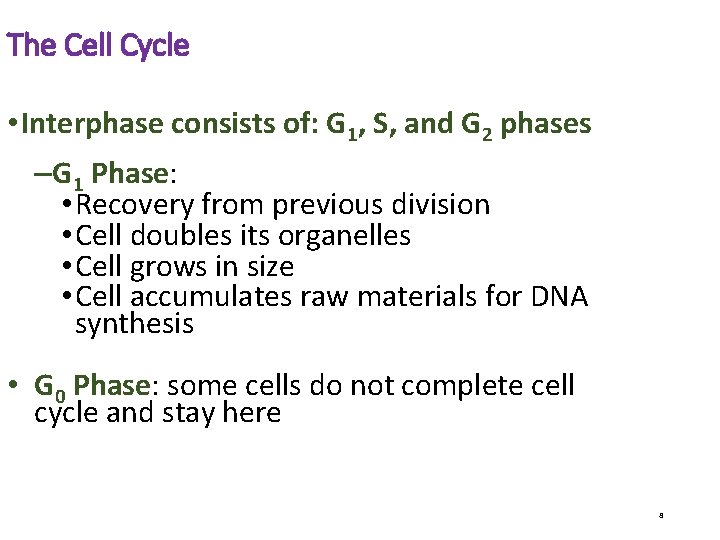 The Cell Cycle • Interphase consists of: G 1, S, and G 2 phases