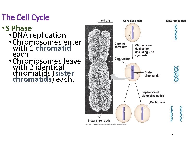 The Cell Cycle • S Phase: • DNA replication • Chromosomes enter with 1
