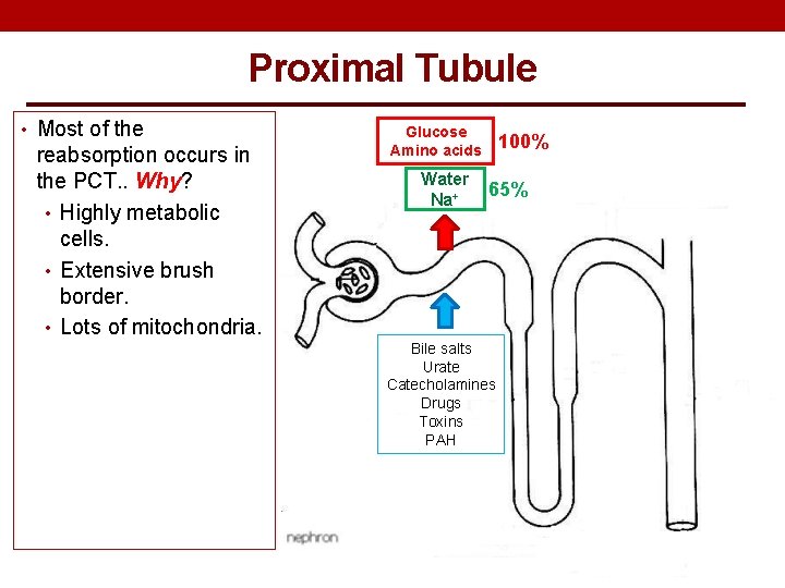 Proximal Tubule • Most of the reabsorption occurs in the PCT. . Why? •