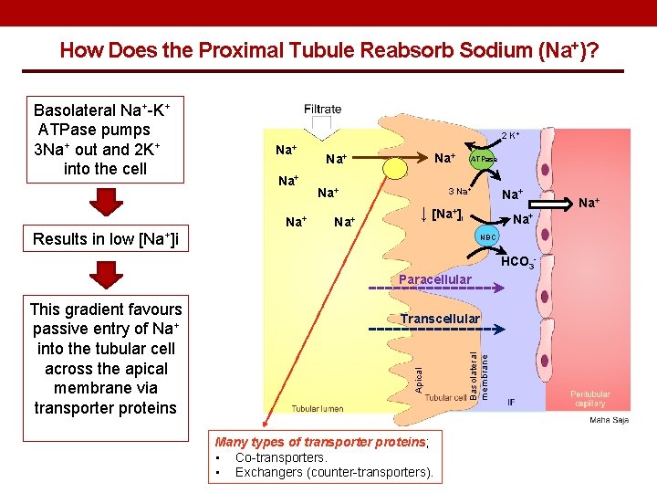 How Does the Proximal Tubule Reabsorb Sodium (Na+)? Basolateral Na+-K+ ATPase pumps 3 Na+