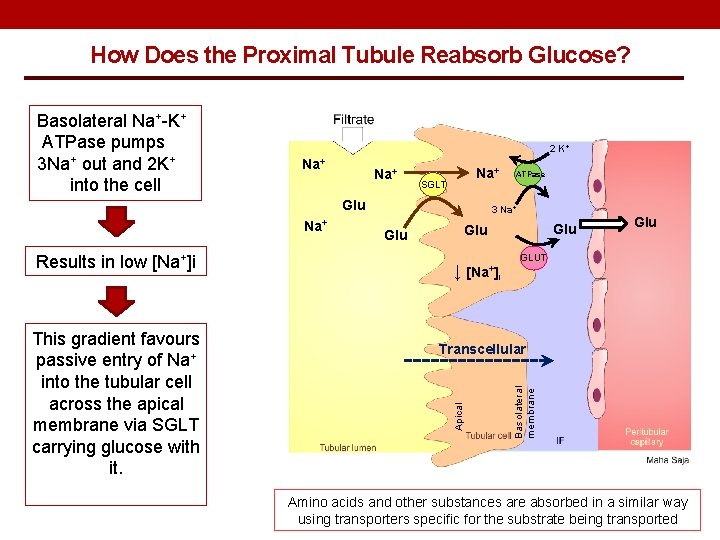 How Does the Proximal Tubule Reabsorb Glucose? 2 K+ Na+ Na+ SGLT Glu Na+