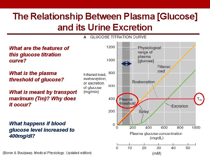 The Relationship Between Plasma [Glucose] and its Urine Excretion What are the features of