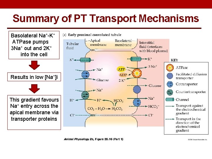 Summary of PT Transport Mechanisms Basolateral Na+-K+ ATPase pumps 3 Na+ out and 2