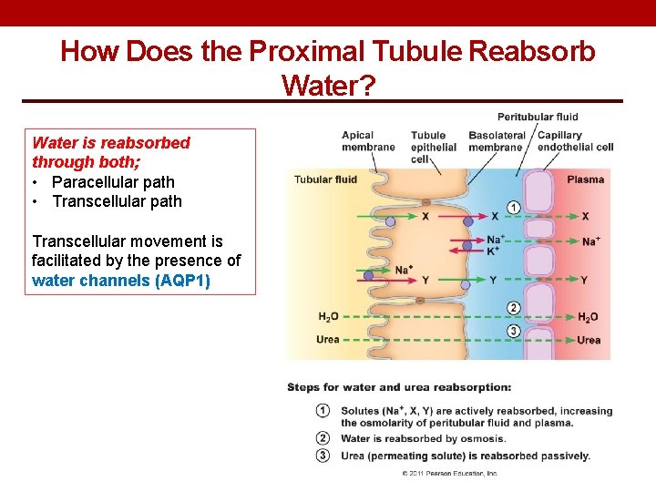 How Does the Proximal Tubule Reabsorb Water? Water is reabsorbed through both; • Paracellular