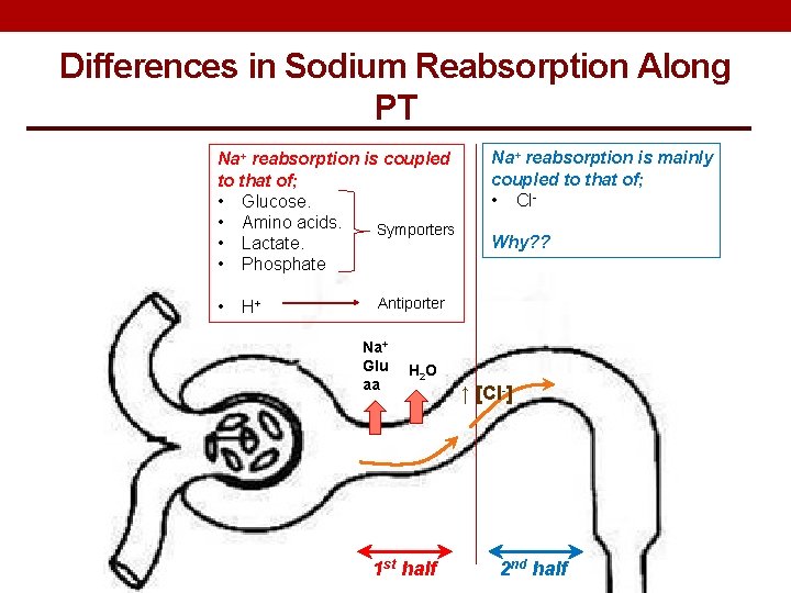 Differences in Sodium Reabsorption Along PT Na+ reabsorption is coupled to that of; •