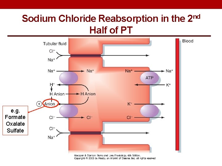 Sodium Chloride Reabsorption in the 2 nd Half of PT e. g. Formate Oxalate