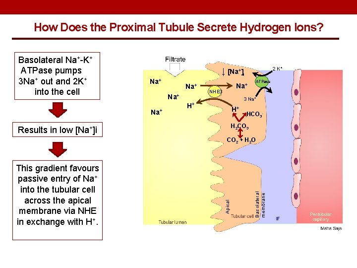 How Does the Proximal Tubule Secrete Hydrogen Ions? Basolateral Na+-K+ ATPase pumps 3 Na+