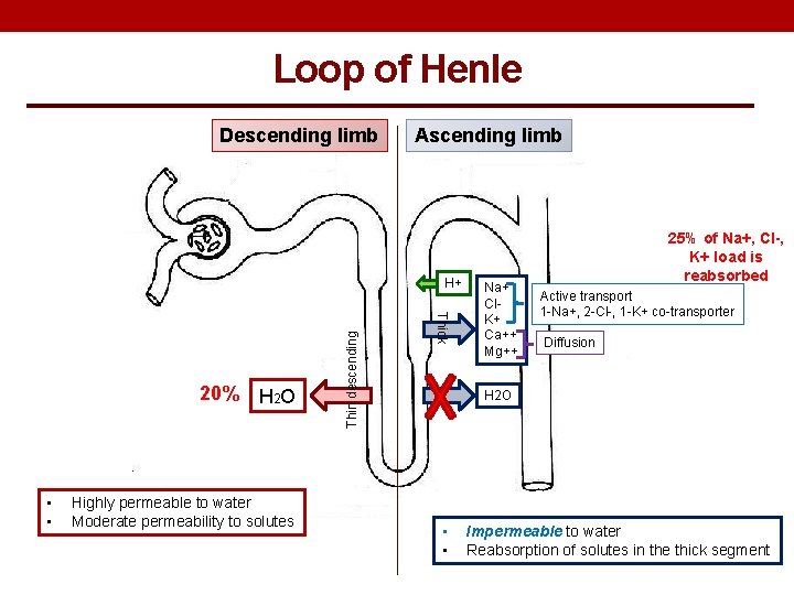 Loop of Henle Descending limb Ascending limb • • Highly permeable to water Moderate