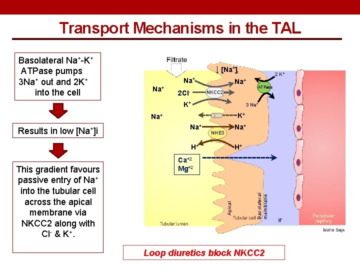 Transport Mechanisms in the TAL ↓ [Na+]i Na+ 2 Cl- NKCC 2 K+ K+