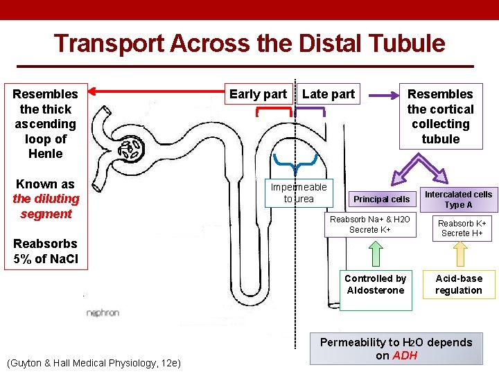 Transport Across the Distal Tubule Resembles the thick ascending loop of Henle Known as