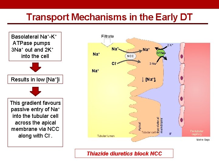 Transport Mechanisms in the Early DT Basolateral Na+-K+ ATPase pumps 3 Na+ out and
