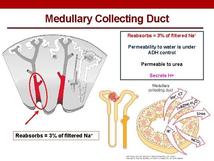 Medullary Collecting Duct Reabsorbs ≈ 3% of filtered Na+ Permeability to water is under