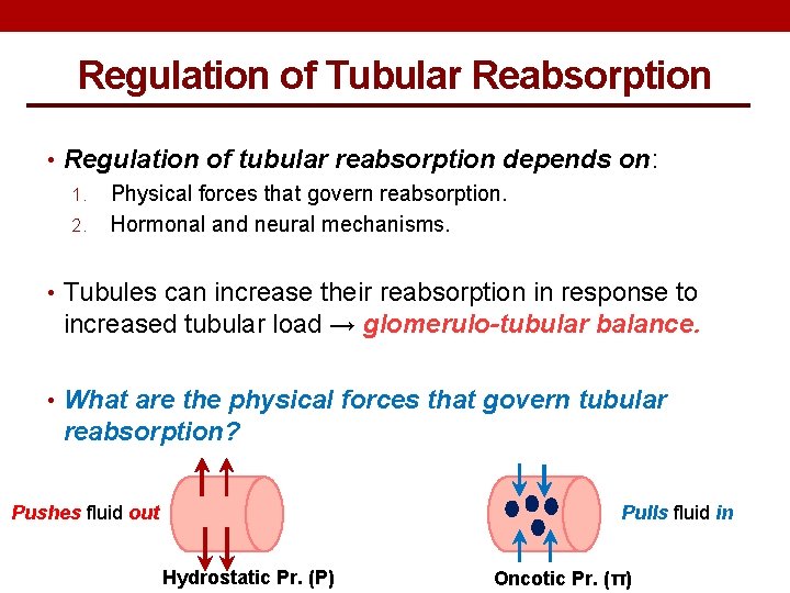 Regulation of Tubular Reabsorption • Regulation of tubular reabsorption depends on: 1. Physical forces