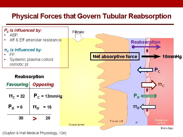 Physical Forces that Govern Tubular Reabsorption PC is influenced by: • ABP. • Aff