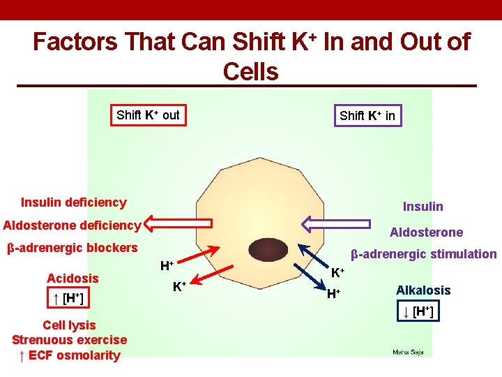 Factors That Can Shift K+ In and Out of Cells Shift K+ out Shift