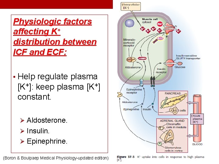 Physiologic factors affecting K+ distribution between ICF and ECF: • Help regulate plasma [K+]: