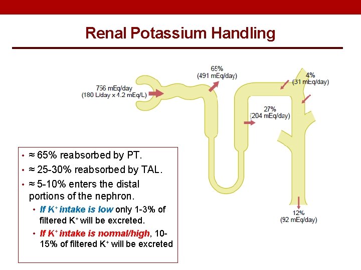 Renal Potassium Handling • ≈ 65% reabsorbed by PT. • ≈ 25 -30% reabsorbed