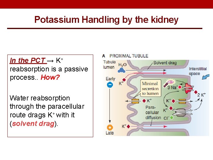 Potassium Handling by the kidney In the PCT → K+ reabsorption is a passive